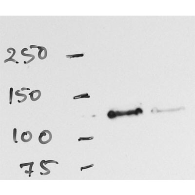 RNF20 Antibody - BSA Free NB100-2242