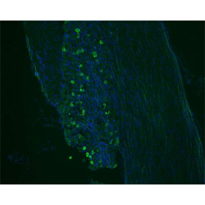 GFP Antibody - BSA Free NB100-1614