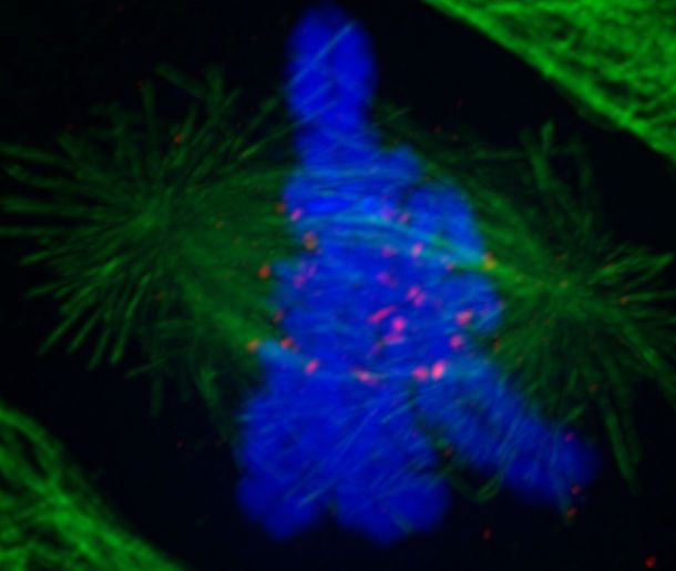 NDC80 Antibody (9G3.23) - Azide and BSA Free NB100-338