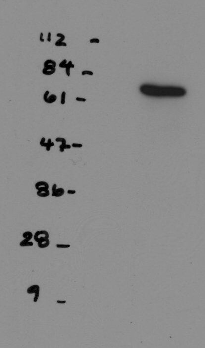 NDC80 Antibody (9G3.23) - Azide and BSA Free NB100-338