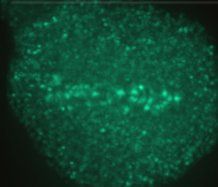 Aurora B Antibody - BSA Free NB100-294