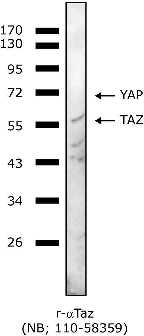 TAZ/WWTR1 Antibody - BSA Free NB110-58359