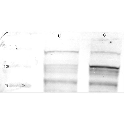 CHREBP Antibody Blocking Peptide NB400-135PEP