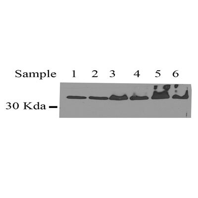 Rad51 Antibody (14B4) - Azide and BSA Free NB100-148