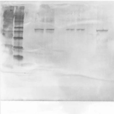 ATG5 Antibody - BSA Free NB110-53818