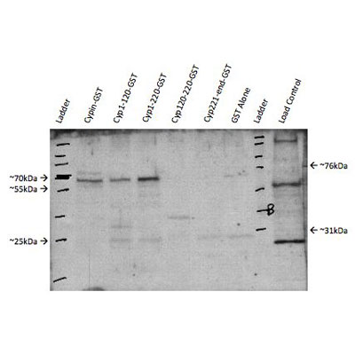 Proteasome subunit beta type 4 Antibody - BSA Free NBP1-54592
