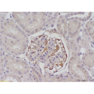 Beclin 1 Antibody - BSA Free NB500-249