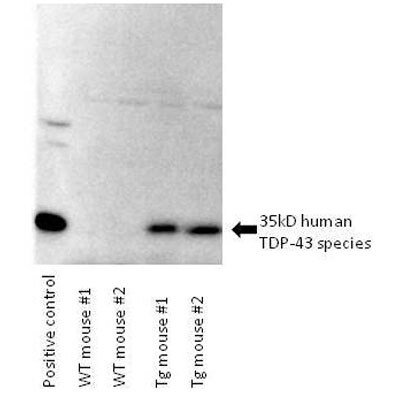 TDP-43/TARDBP Antibody (2E2-D3) - Azide and BSA Free H00023435-M01