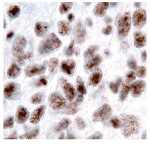 IER3 Antibody - BSA Free NBP1-76802