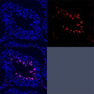 SCP3/SYCP3 Antibody - BSA Free NB300-232