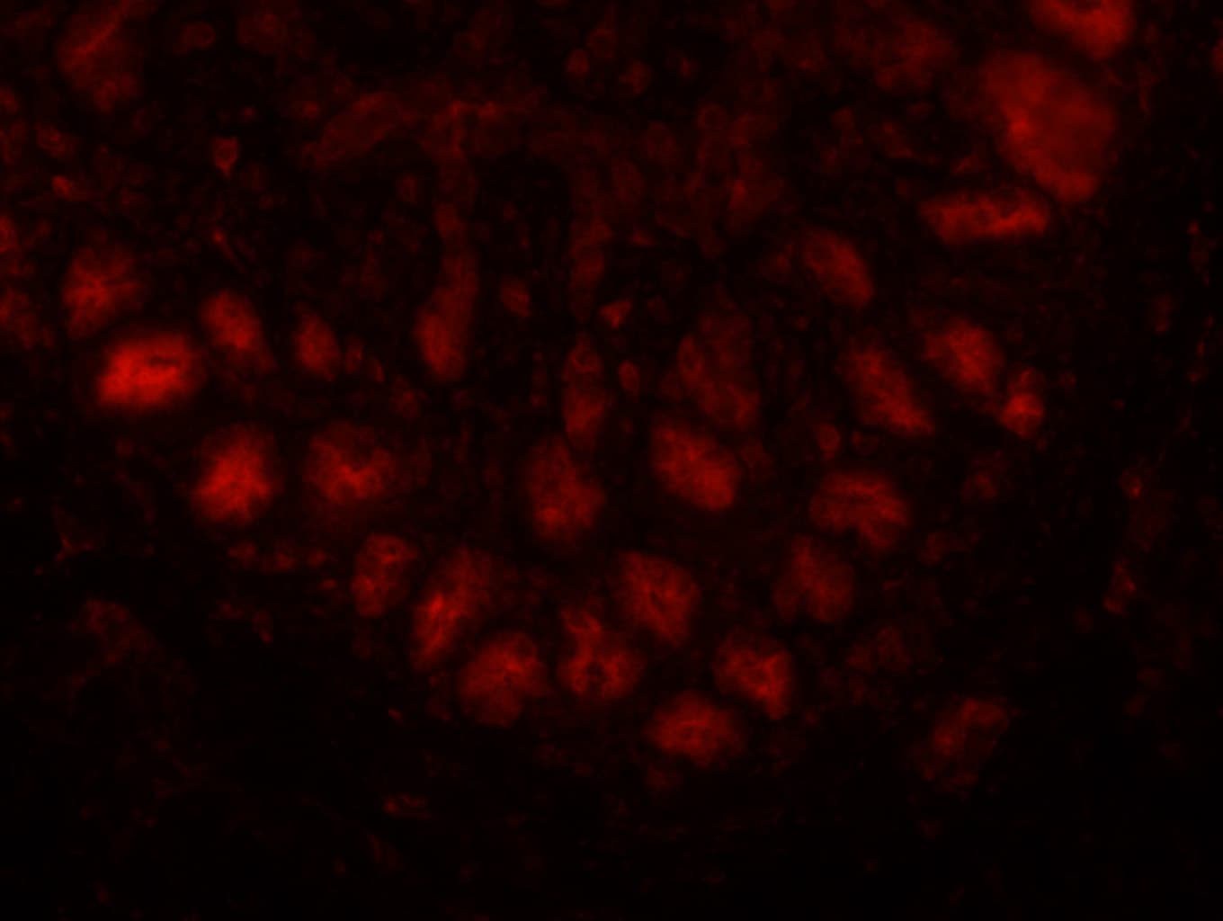 Lgr5/GPR49 Antibody - BSA Free NBP1-28904