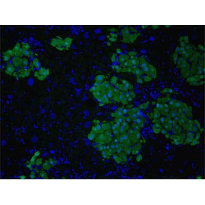 GFP Antibody - BSA Free NB600-308