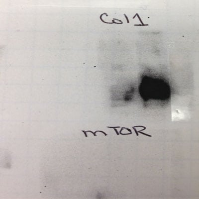 Collagen I Antibody - BSA Free NB600-408