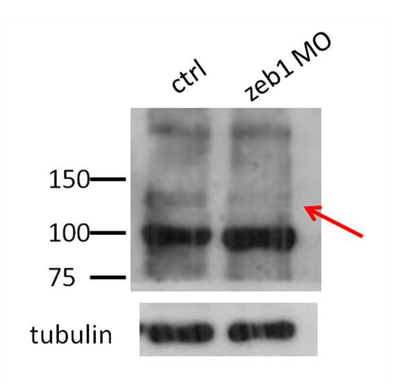 ZEB1 Antibody - BSA Free NBP1-68930