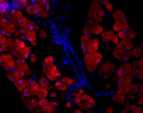 GFP Antibody - BSA Free NB600-308