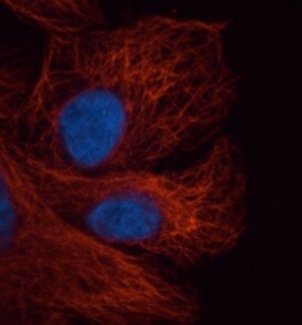 alpha Tubulin Antibody (DM1A) - BSA Free NB100-690