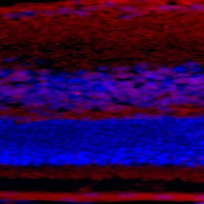 Bax Antibody (6A7) - Azide and BSA Free NBP1-28566