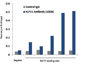 KLF11 Antibody (10D8) - Azide and BSA Free H00008462-M03