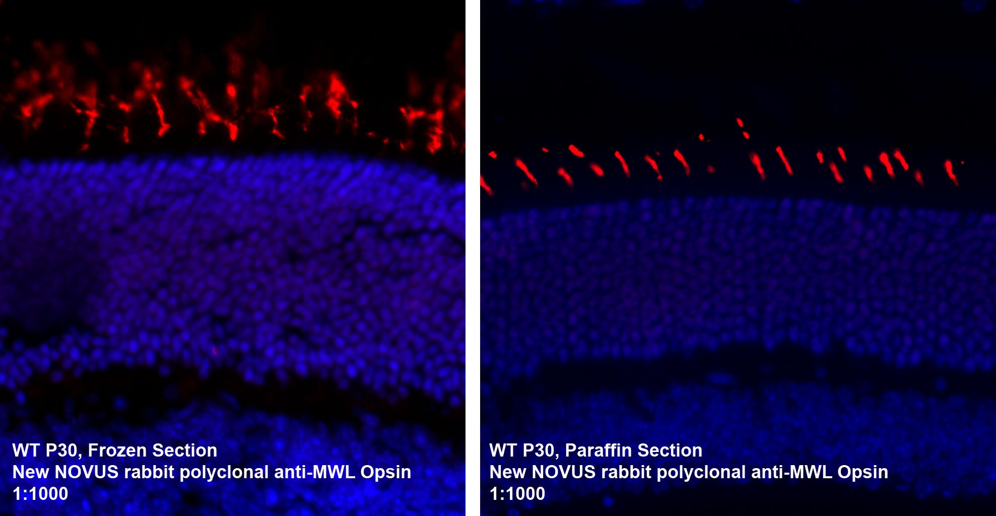 Opsin 1 (Medium Wave) Antibody NB110-74730