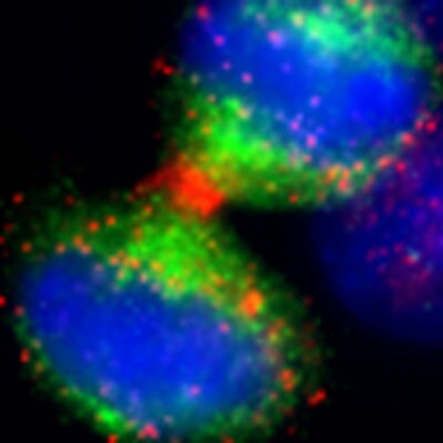 Survivin Antibody - BSA Free NB500-201