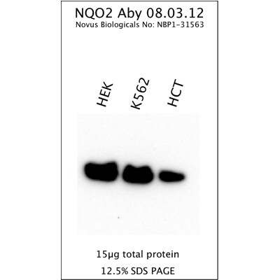 NQO-2 Antibody - BSA Free NBP1-31563