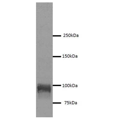 Sodium Potassium ATPase Alpha 1 Antibody (464.6) - BSA Free NB300-146