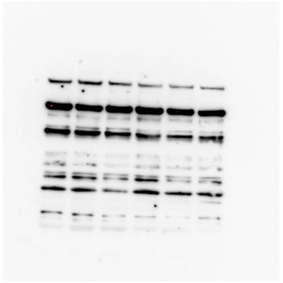 TCF7L2 Antibody (3A4) - Azide and BSA Free H00006934-M06