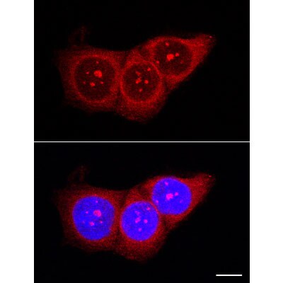 Nucleolin Antibody - BSA Free NB600-241