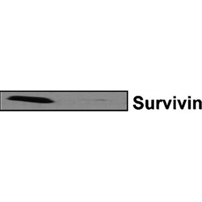 Survivin Antibody - BSA Free NB500-201