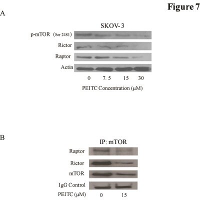 Rictor Antibody - BSA Free NB100-612