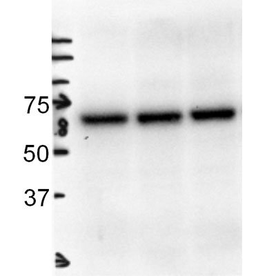 Albumin Antibody [HRP] NB110-16329