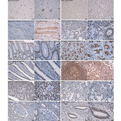 TDP-43/TARDBP Antibody (2E2-D3) - Azide and BSA Free H00023435-M01