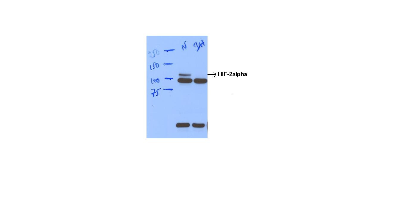 HIF-2 alpha/EPAS1 Antibody - BSA Free NB100-122