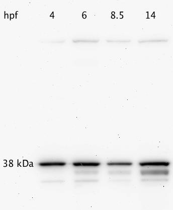 GAPDH Antibody (1D4) - BSA Free NB300-221
