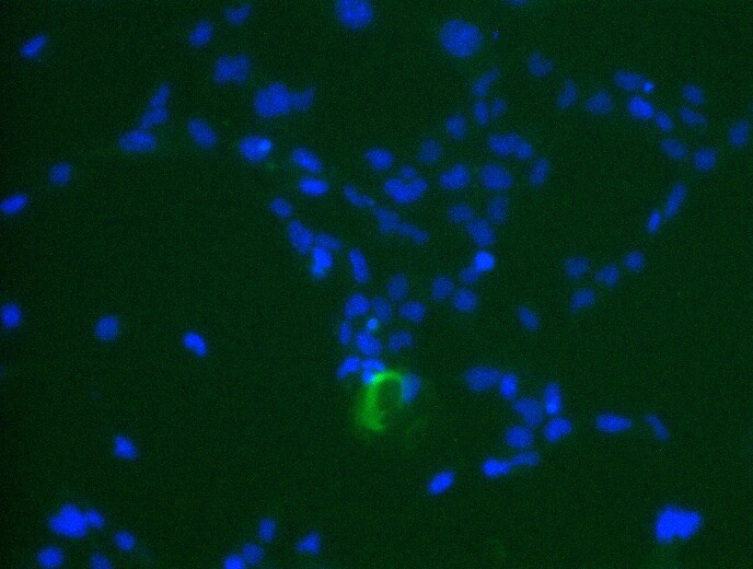 VAX1 Antibody (2F4) - Azide and BSA Free H00011023-M03