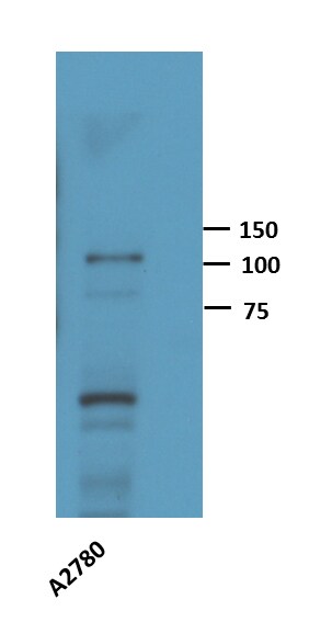 HIF-1 alpha Antibody (H1alpha67) NB100-123