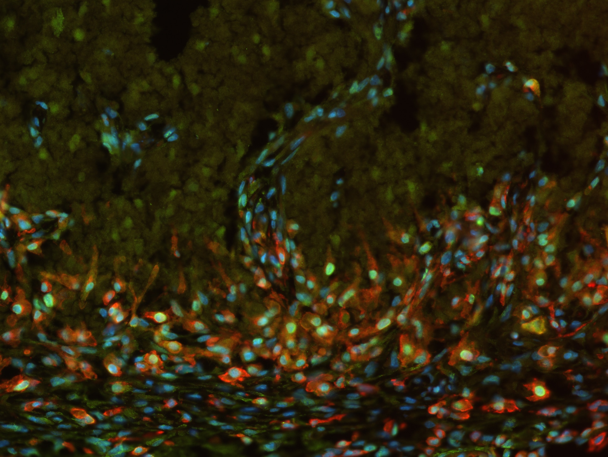 PCNA Antibody (PC10) - BSA Free NB500-106