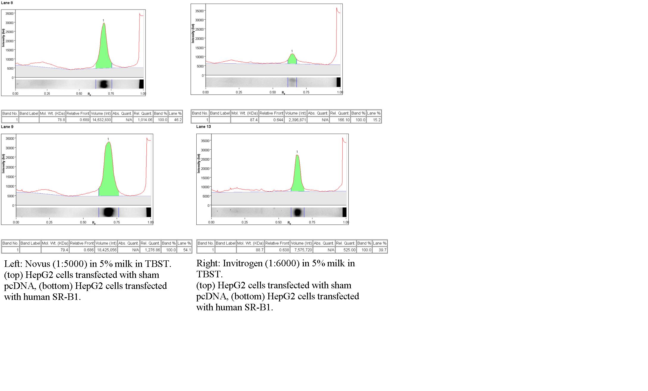 SR-BI Antibody - BSA Free NB400-104