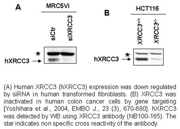 XRCC3 Antibody - BSA Free NB100-165
