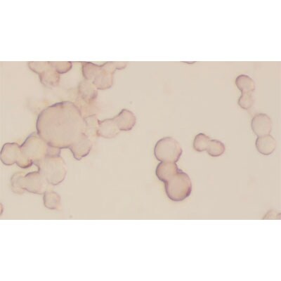 Laminin Antibody - BSA Free NB300-144