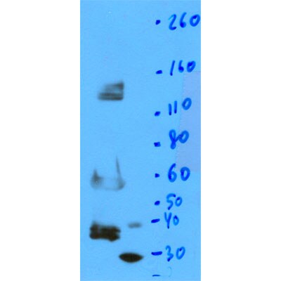 OGG1 Antibody - BSA Free NB100-106