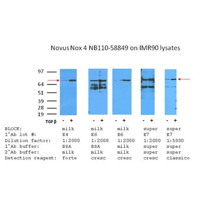 Nox4 Antibody - BSA Free NB110-58849