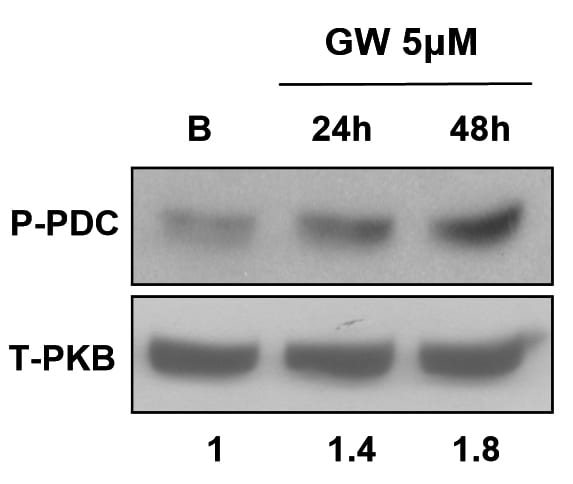 Pyruvate Dehydrogenase E1-alpha subunit [p Ser293] Antibody - BSA Free NB110-93479