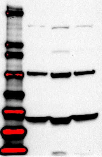 Lysine (K)-specific Demethylase 6B/KDM6B/JMJD3 Antibody - BSA Free NBP1-06640
