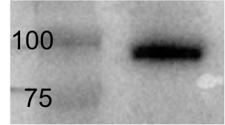 EZH1 Antibody - BSA Free NB100-56358