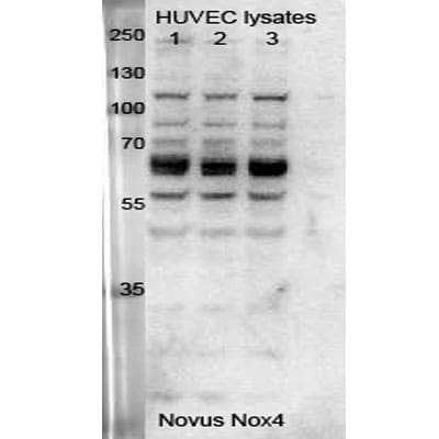 Nox4 Antibody - BSA Free NB110-58849