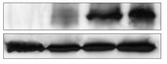 KMT1A/SUV39H1 Antibody NBP1-21367