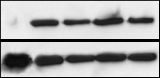 KMT1A/SUV39H1 Antibody NBP1-21367