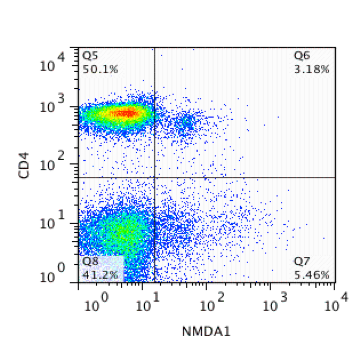 NMDA R, NR1 Subunit Antibody - Splice Variant - Azide and BSA Free NB300-114