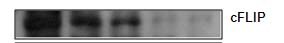 FLIP Antibody (2F12) - Azide and BSA Free H00008837-M01